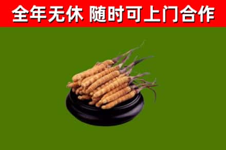 南山回收散虫草